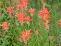 Indian Paint Brush