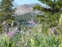 Wildflowers at Gilmore Lake