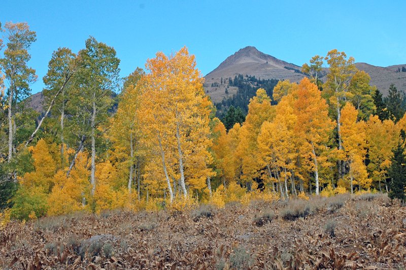 Hope Valley California Comes Alive with Fall Color • Lake Tahoe Guide