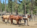 Horses at Zephyr Cove Stables