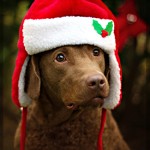 Tahoe Pet Photos with Santa